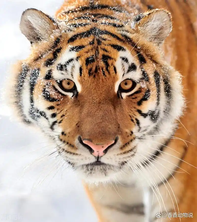 长白山:老虎咆哮着扑向汽车,一掌拍碎玻璃,探进虎爪