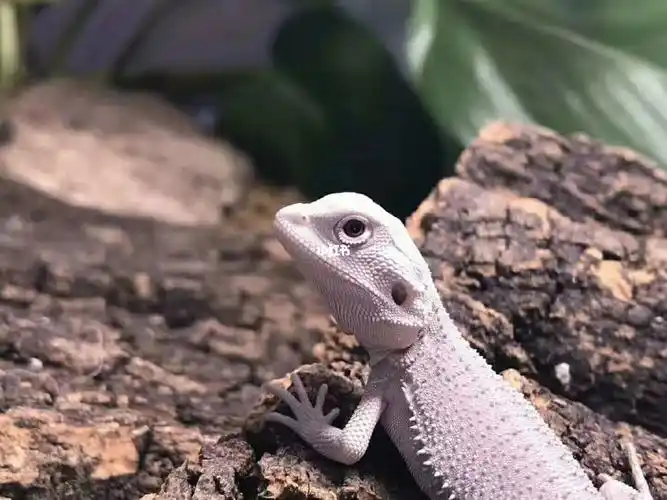 超白白甲,只有一只_鬃狮蜥_宠物_宠物其他