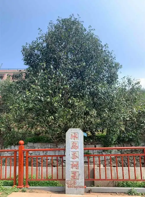 冰岛老寨"茶树王"