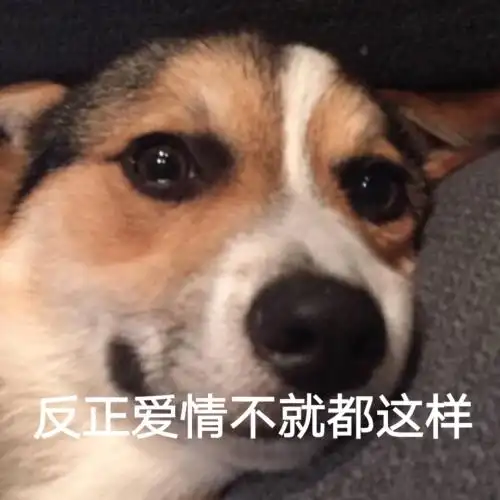反正爱情不就都这样(汪星人表情包)