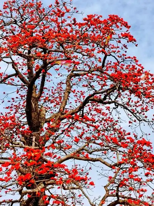 作家佑子黄幼中《木棉花开》三章 散文诗集《木棉花开》第103篇