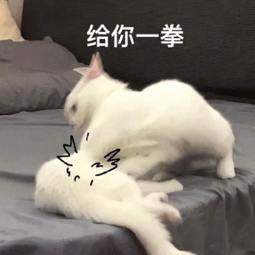 猫咪给你一拳打架生气沙雕搞笑gif动图_动态图_表情包下载_soogif