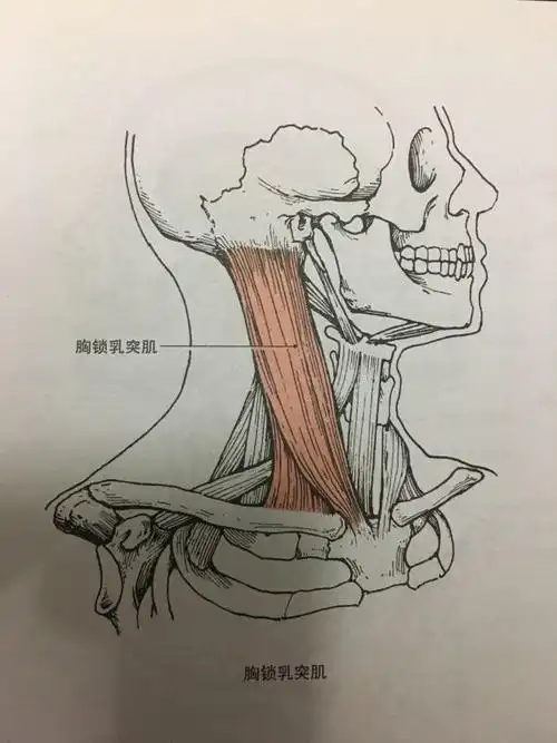 婴儿歪头症有哪些特征(孩子经常歪着脖子) - 乐宝宝贝