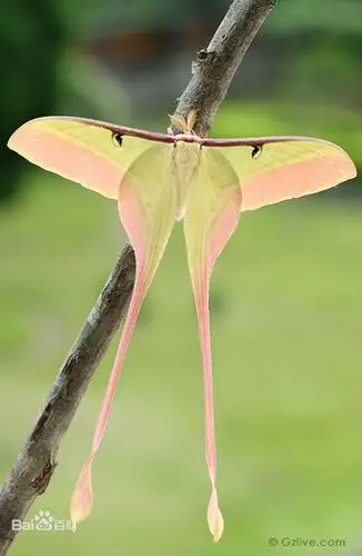 展开全部 长尾水青蛾