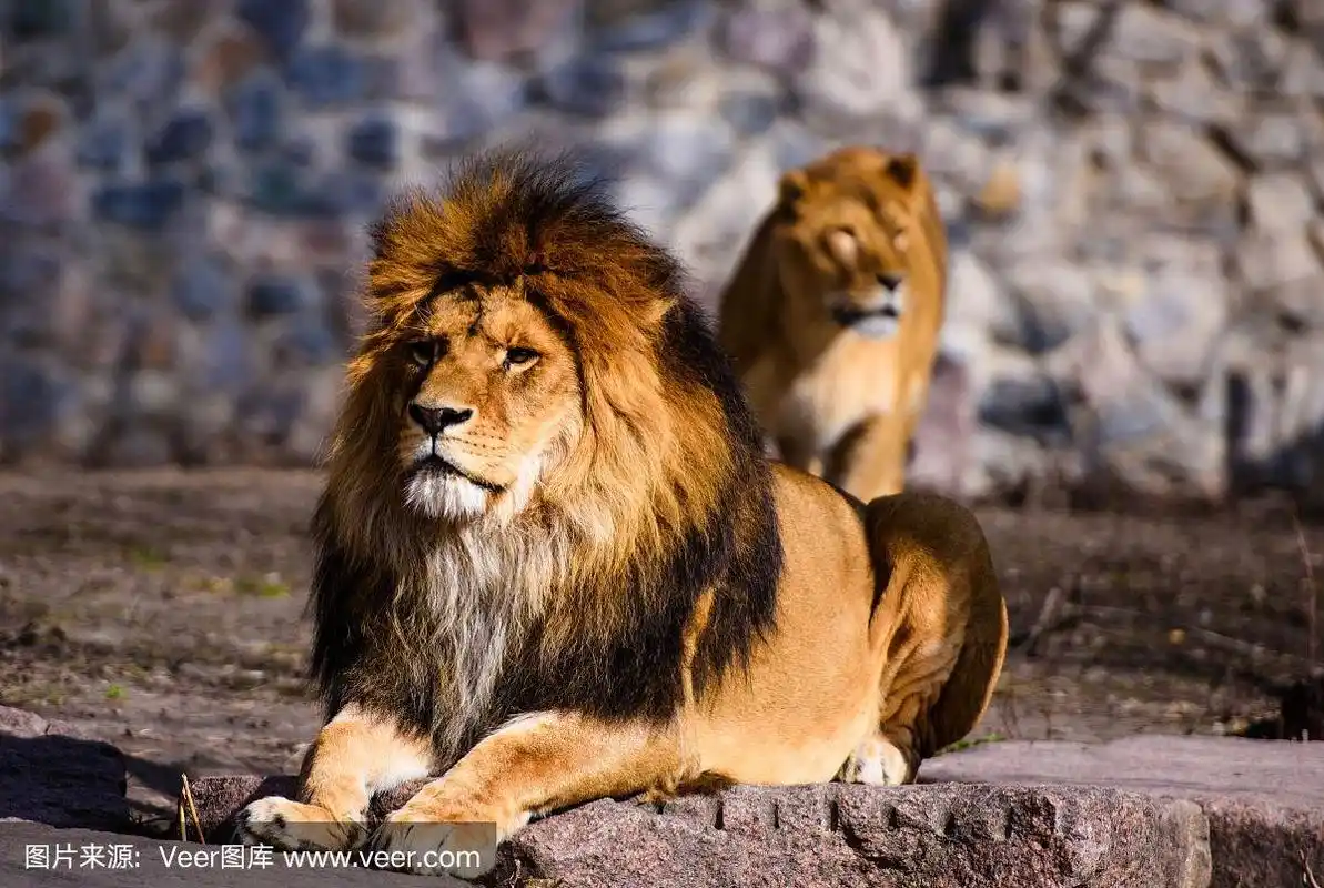 美丽的强大的狮子