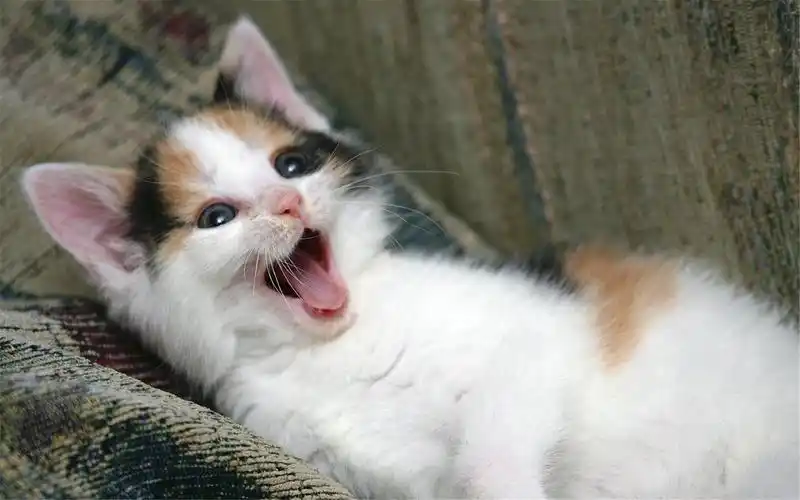 调皮可爱猫咪壁纸_很调皮的可爱猫咪