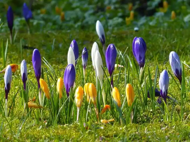 含苞待放的番红花花骨朵