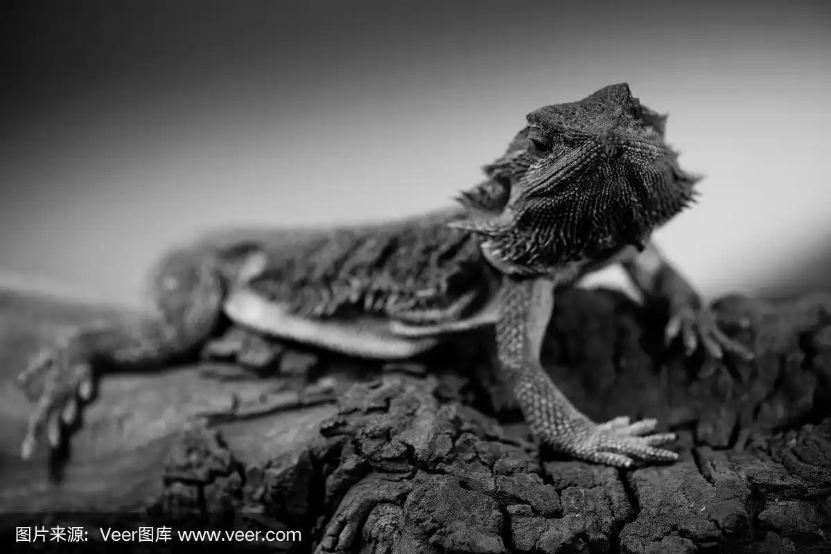 东方波戈纳鬃龙黑白动物肖像