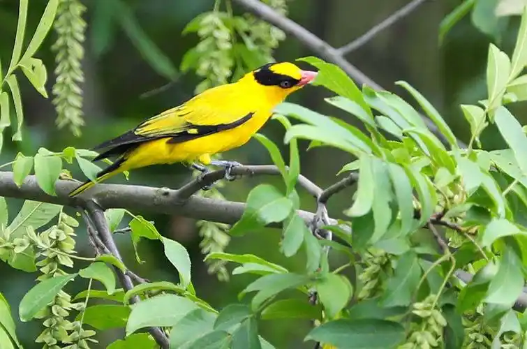 树林,草丛中觅食的小鸟