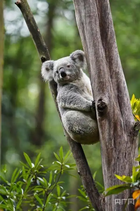 第八代考拉宝宝亮相!广州68位"卖萌官"与游客见面