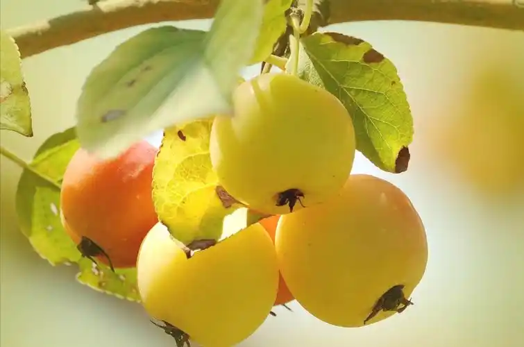 海棠果长什么味道的时候有像西红柿一样有"棱角"