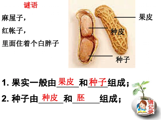 第4节植物的一生第1课时