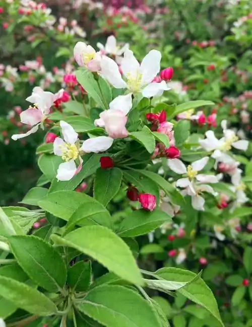 北美海棠皇家雨点花期
