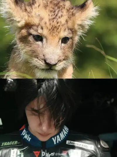 奶乎乎的狮子王一博!简直一模一样!太可爱了!