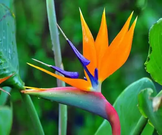 天堂鸟放客厅风水好吗天堂鸟的养殖方法和注意事项进门见天堂鸟好不好