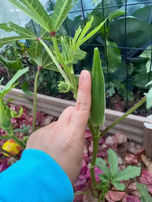 但是发现秋葵真的是一个非常好种植的物种