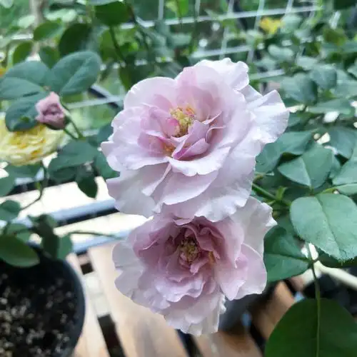 蓝色风暴夏花阳台月季