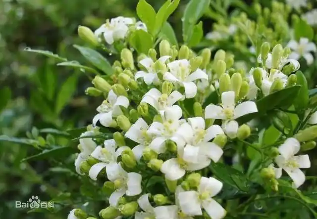 大叶九里香与广西九里香相似,但小叶较大,长10-18厘米,宽6-10厘米,生