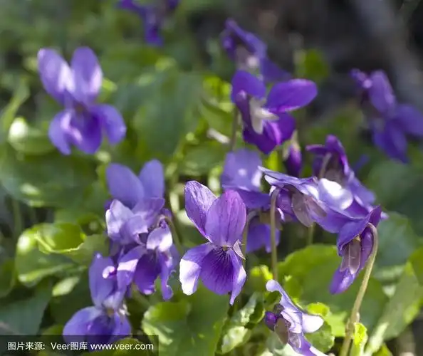 甜紫罗兰(viola odorata)