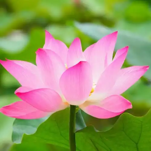 荷花微信头像高清图片大全