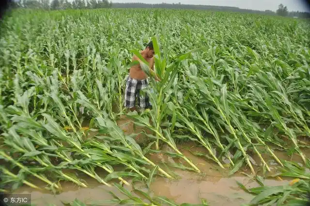 玉米倒伏扶不扶?怎样才能抗倒伏?别说,还真有窍门!
