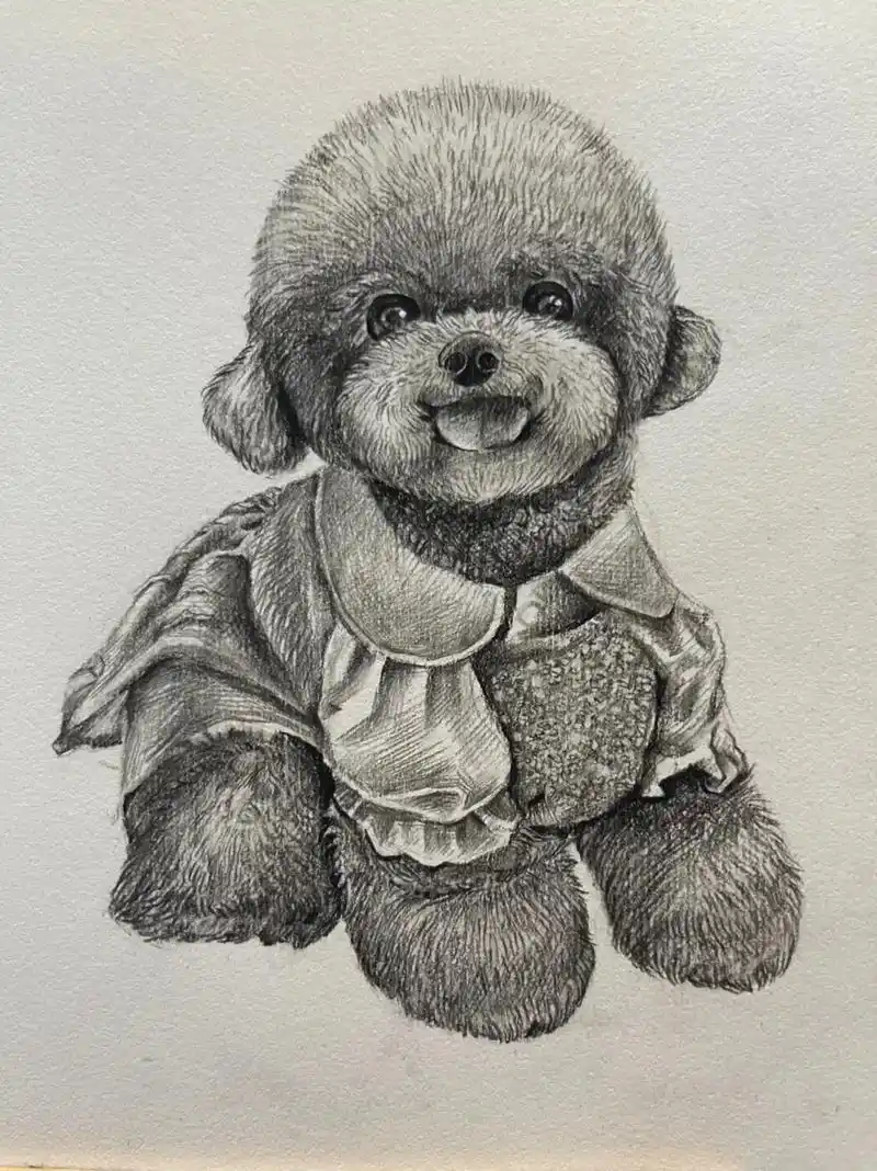 素描动物 #绘画过程分享 #素描入门基础画 一只可爱的小泰 - 抖音