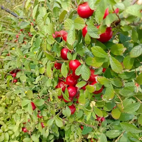 高钙果欧李果酱