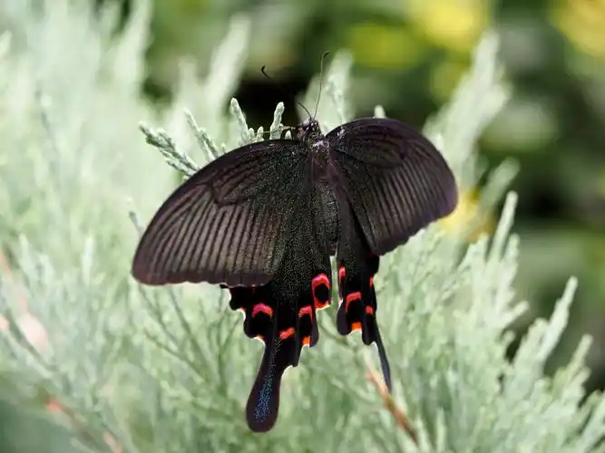 20150923一只黑凤蝶-外语大学