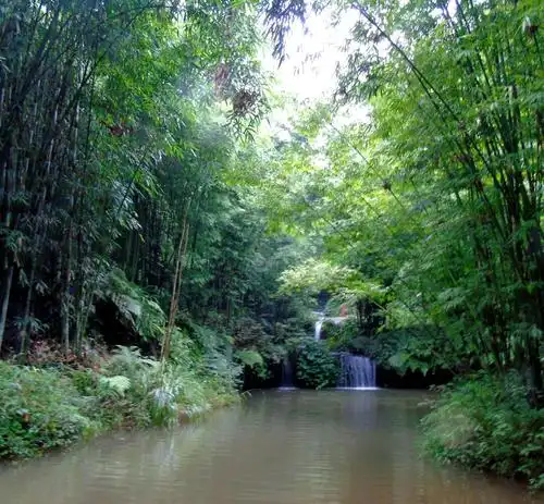 竹林中这样的小瀑布太多了