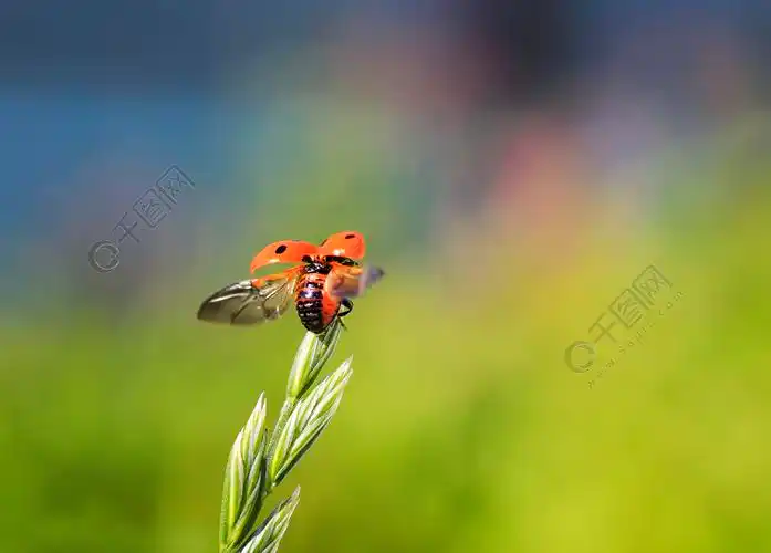 滑稽的小美丽的红色瓢虫飞行由太阳与一棵草在夏天草甸传播它的翼