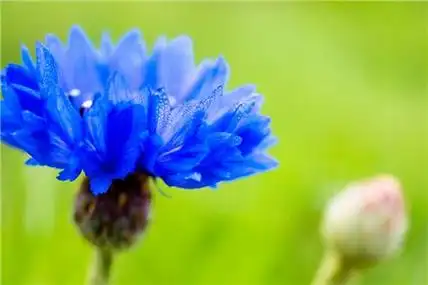 这8种开蓝色花朵的花卉,超美!