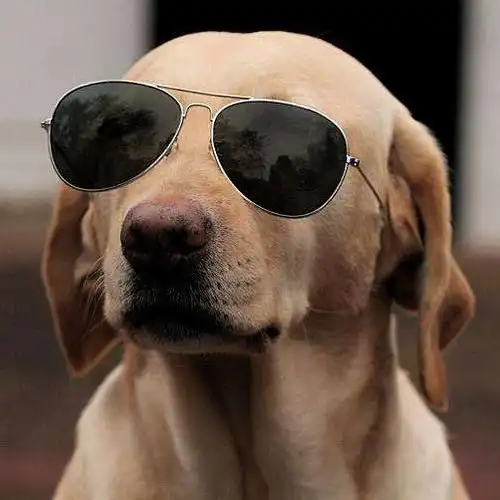 狗戴墨镜耍酷头像