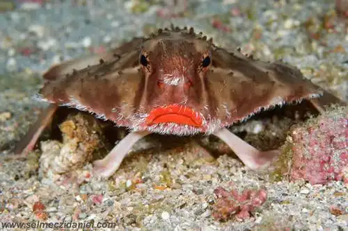 海底外星人:红润唇蝙蝠鱼 - 神秘的地球 科学|自然|地理|探索