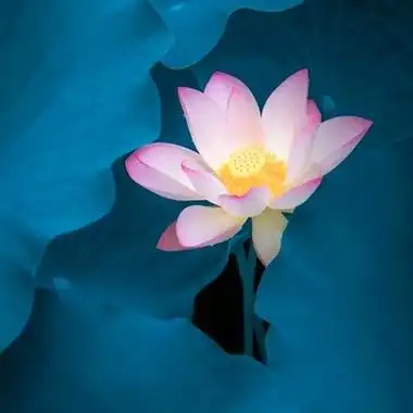 修行人静心修心莲花淡雅禅意图片头像(精选24张)