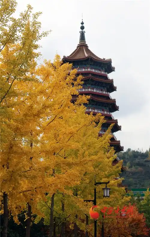 【"醉"美深秋 】金城金色赏金秋(组图)