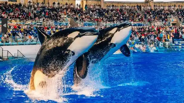 上海海昌海洋公园##上海海昌新春迎大客流