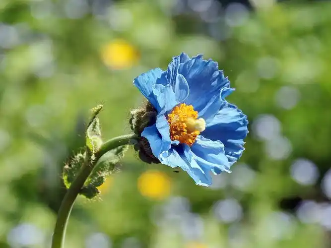 蓝色罂粟花