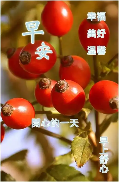2021年12月25日上午好问候祝福语带鲜花问候句子群发