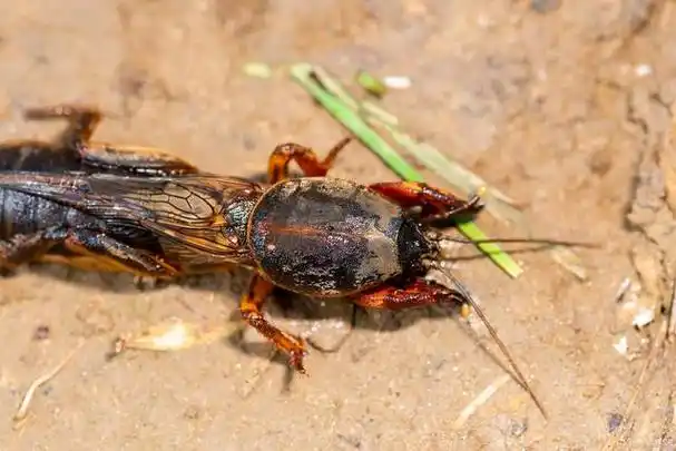 卫生间灶马蟋哪来的