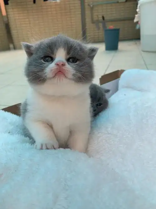 英短蓝白猫咪呆萌圆脸小弟弟