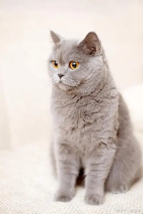 估计大多数人都不喜欢张牙舞爪的猫咪,否则,猫咪要是把你的地位压了