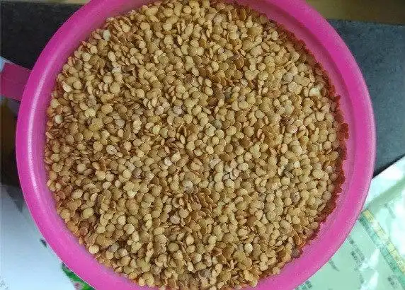 把经过浸种的茄子种子包入湿毛巾或湿麻袋片(种子不要包得太多),置于