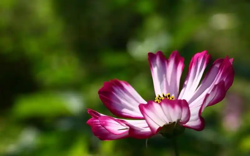 优雅圣洁的格桑花高清图片桌面壁纸