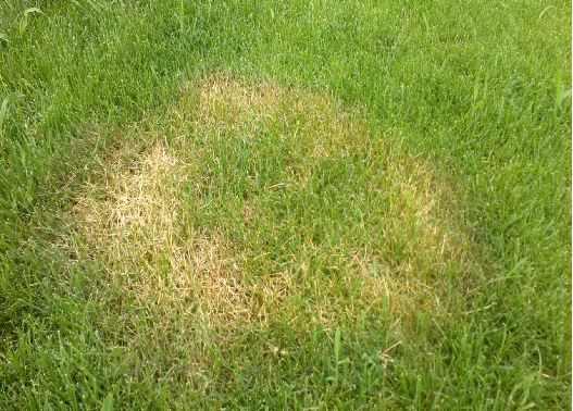 草坪褐斑病的防治,不可掉以轻心