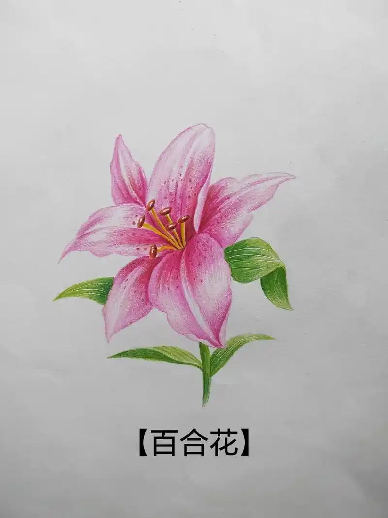 简单易学的彩铅花卉百合花画法