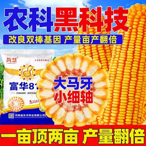 富华811高产正品玉米种子矮杆大棒抗倒伏种籽大全杂交苞谷苞米
