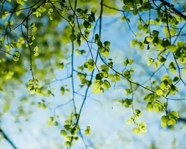 苏轼的一首词,句句清新淡雅,写尽了初夏美好景色,极富生活情趣