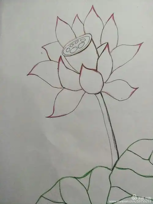 3月27日 中年级美术内容(十七) 彩铅画 荷花