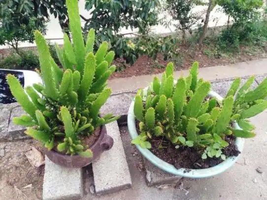 这3种植物"吸甲醛",比绿萝,吊兰"强10倍",回家赶紧养1盆!