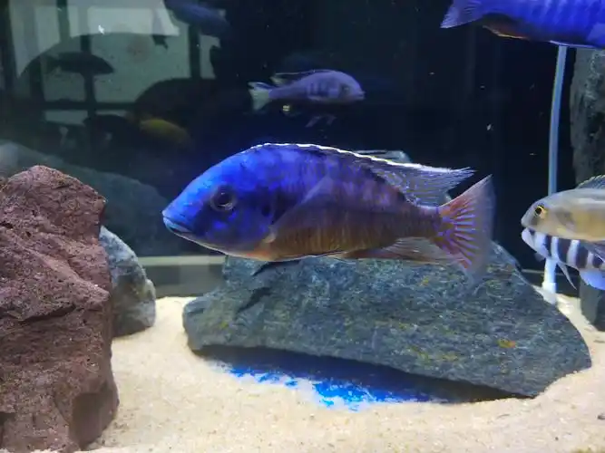 红鹰- 三湖慈鲷玩家 - 龙巅三湖慈鲷